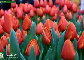 Tulipa Cadans ® (2)